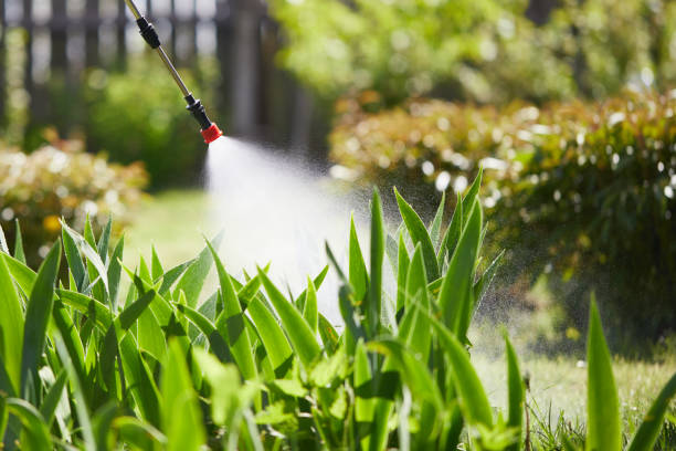 24/7 Emergency Termite Control experts in Alliance, NC